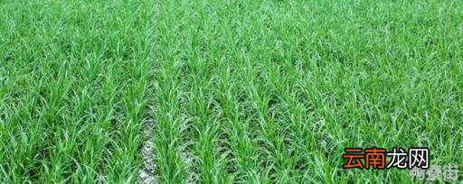禾一年收割几次 南方水稻一年收割几次