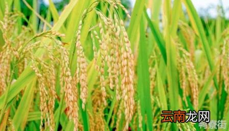 禾一年收割几次 南方水稻一年收割几次