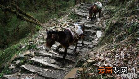 驴和马可以生孩子吗 驴和马的杂交种是什么