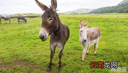 驴和马可以生孩子吗 驴和马的杂交种是什么