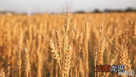 小麦播种后几天出苗 小麦播种后下大雨怎么办
