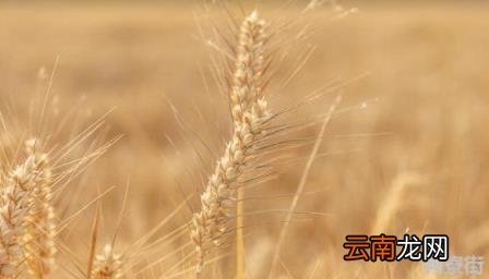 小麦播种后几天出苗 小麦播种后下大雨怎么办