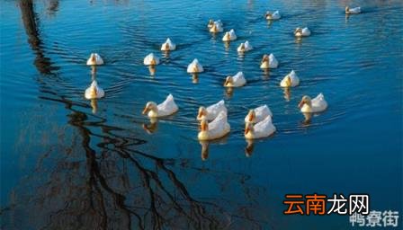 现代农业园建设的意义有 现代农业园区建设的意义有哪些
