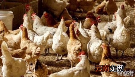 鸭寿命一般在多少年左右 鸡寿命一般在多少年左右