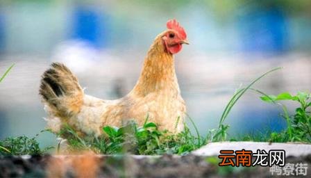 鸭寿命一般在多少年左右 鸡寿命一般在多少年左右