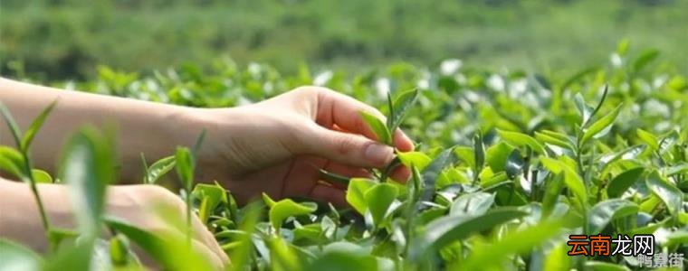中国四大名茶是哪四大名茶 我国四大名茶是什么