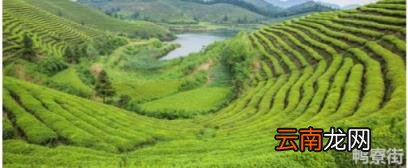 中国四大名茶是哪四大名茶 我国四大名茶是什么