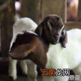 属羊人什么颜色最旺周公解梦 属羊人什么颜色最旺