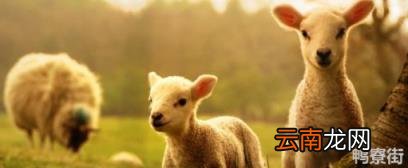 属羊人什么颜色最旺周公解梦 属羊人什么颜色最旺