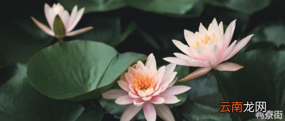 七叶连放卧室好不好 七叶莲盆栽可以放室内吗最近更新推荐阅读