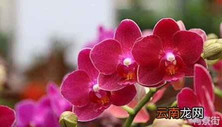如何养蝴蝶兰才能长花剑 蝴蝶兰什么人不能养