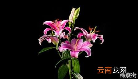 富贵百合养殖方法 百合花盆栽的养殖方法