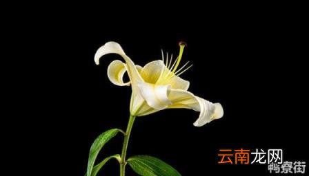 富贵百合养殖方法 百合花盆栽的养殖方法