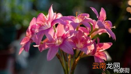 求婚什么花合适 求婚花束应该用什么花