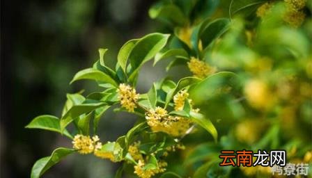 白色很香的是什么花 很香的花有哪些