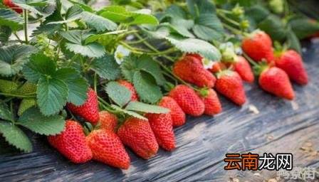 草莓需要补钙吗(草莓需要补钙吗 蚂蚁庄园 种植过程中)