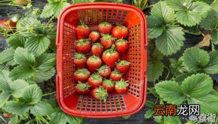 草莓需要补钙吗(草莓需要补钙吗 蚂蚁庄园 种植过程中)