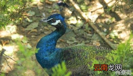 孔雀是否可以家养 孔雀可以养在家里吗