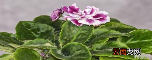 被子植物的一生彩图 被子植物的一生