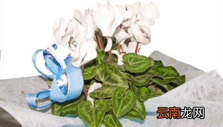 被子植物的一生彩图 被子植物的一生