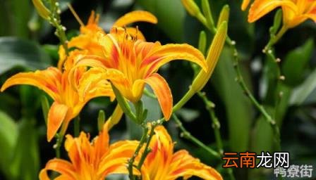 花多多2号什么时候用 花多多2号和12号的区别
