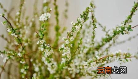干枝雪柳几月份适合买 雪柳干枝开过花就报废了吗