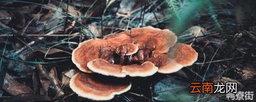 灵芝在家里的种植方法 灵芝种植方法及步骤