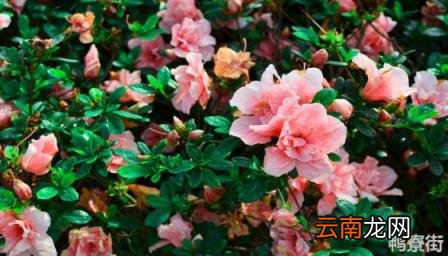 大门口种茶花树能旺财 茶花树为什么不能种家门口