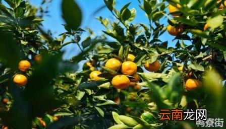 盆栽桔子树怎么剪枝 桔子树怎么剪枝