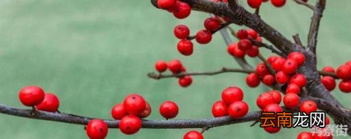 红果冬青花语寓意 红果冬青寓意