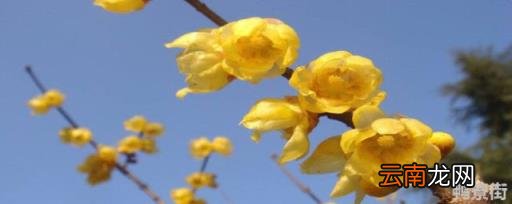 梅花哪个品种最好 黄色的梅花是什么梅