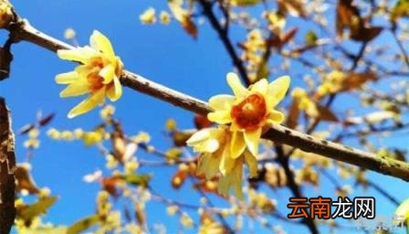 梅花哪个品种最好 黄色的梅花是什么梅