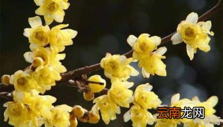 梅花哪个品种最好 黄色的梅花是什么梅