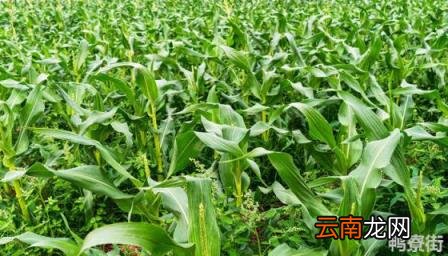 超大棒高产玉米新品种排名 2022什么品种玉米高产