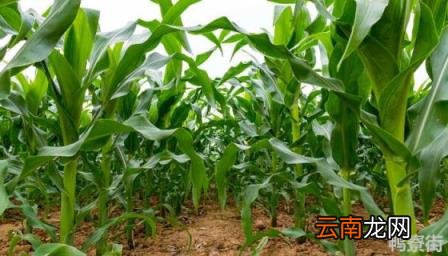 超大棒高产玉米新品种排名 2022什么品种玉米高产