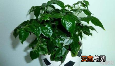 幸福树掉叶子怎么挽救 冬天室内幸福树掉叶子怎么挽救