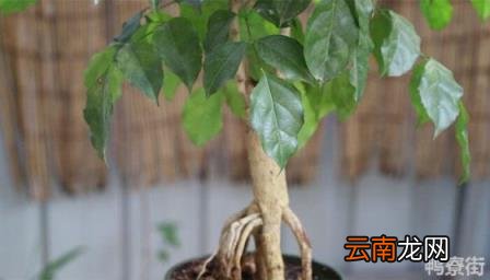 幸福树掉叶子怎么挽救 冬天室内幸福树掉叶子怎么挽救