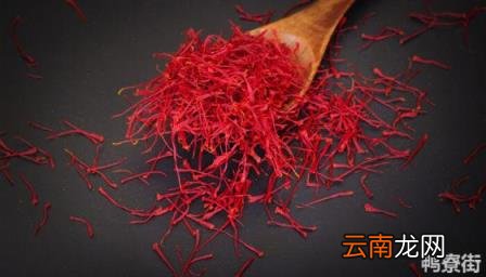 藏红花芽烂了怎么回事 藏红花叶子发黄是什么原因