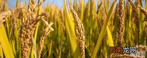 金粳667的米质好不好 吉农大673水稻品种介绍