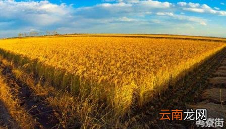 金粳667的米质好不好 吉农大673水稻品种介绍