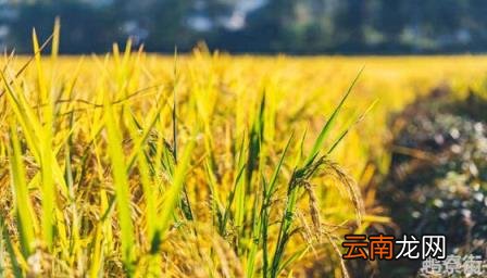 金粳667的米质好不好 吉农大673水稻品种介绍