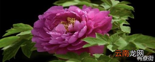 中国四大国花是什么花 四大国花是哪四种花