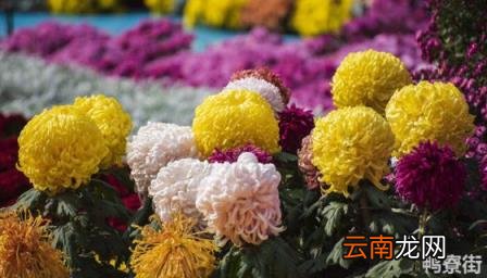 中国四大国花是什么花 四大国花是哪四种花