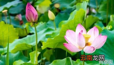 中国四大国花是什么花 四大国花是哪四种花