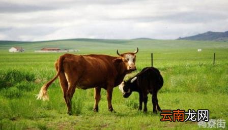 牛不倒嚼涨肚快速解决办法 牛不吃草不倒嚼怎么办用什么药