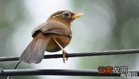 画眉的生活习惯 画眉的特点