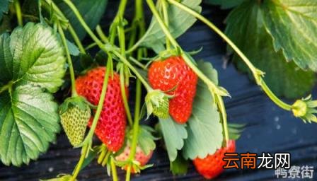 在种植过程中草莓需要补钙吗?草莓需要补钙吗