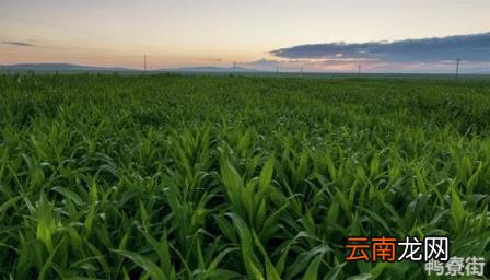 浚单20好还是郑单958好 浚单20玉米品种介绍