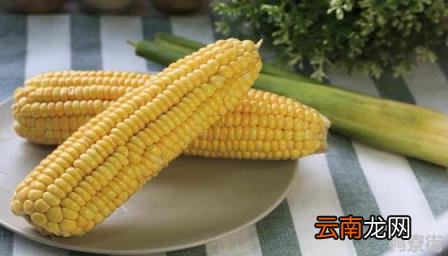 浚单20好还是郑单958好 浚单20玉米品种介绍
