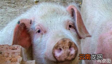猪肉前腿肉叫什么 猪前腿肉跟后腿肉有什么区别